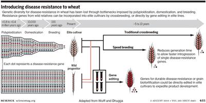 Gene Editing to Accelerate Crop Breeding